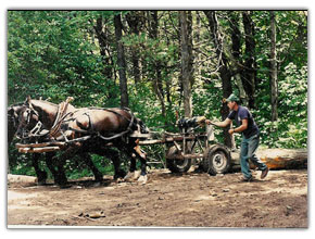Logging